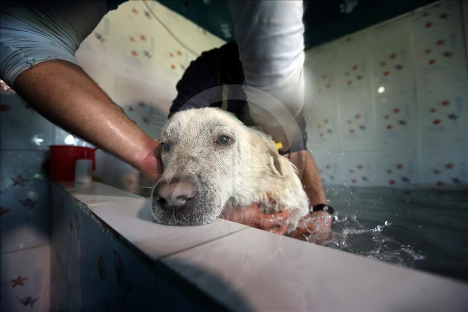 Healing thermal water cure for Istanbul strays
