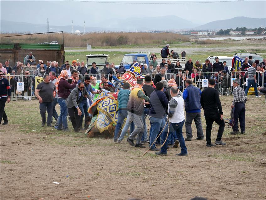 Altınkum Plajı'nda deve güreşi
