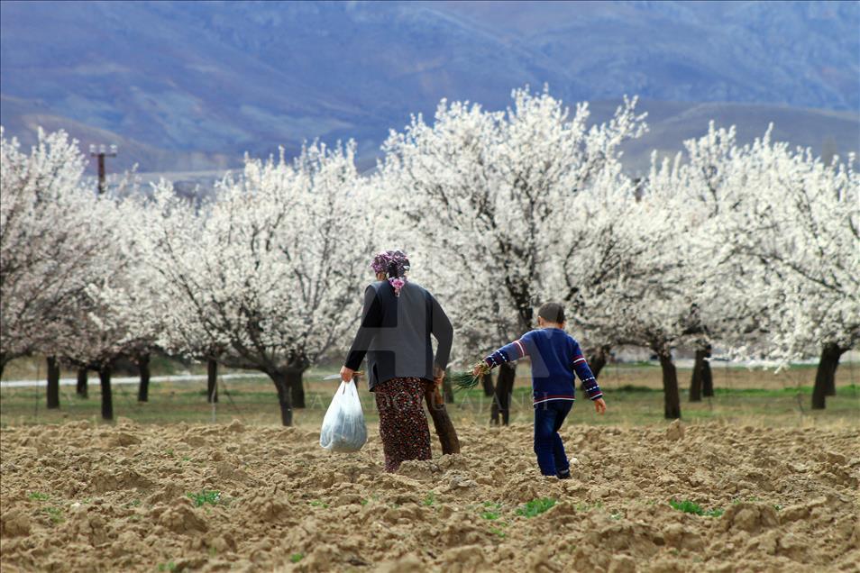 "Dünya kayısı başkenti" beyaza büründü