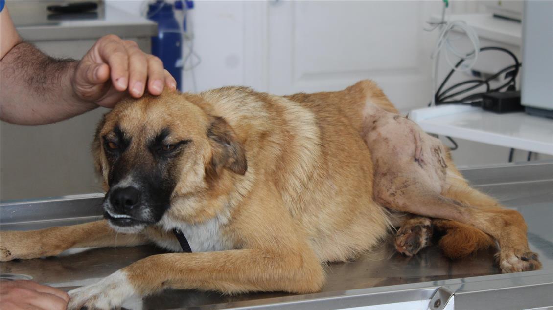 Ayvalık'ta tüfekle vurulan köpek tedavi edildi