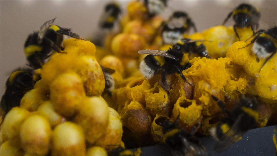 Seraların doğal işçileri "Bombus" arıları