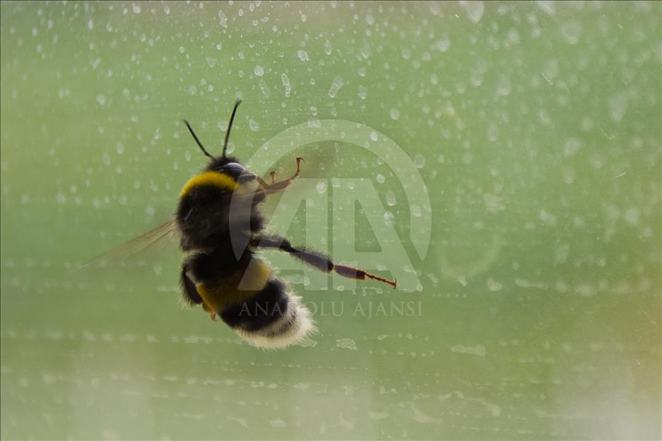 Seraların doğal işçileri "Bombus" arıları