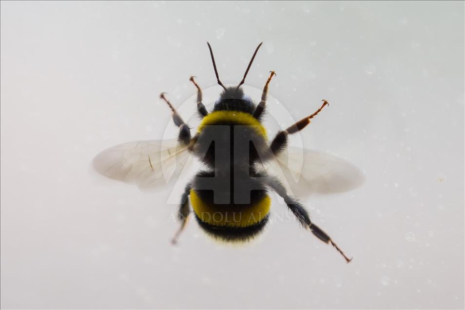 Seraların doğal işçileri "Bombus" arıları