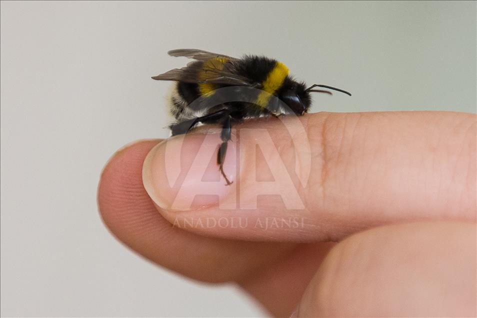 Seraların doğal işçileri "Bombus" arıları
