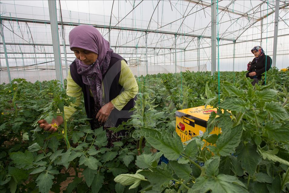 Seraların doğal işçileri "Bombus" arıları