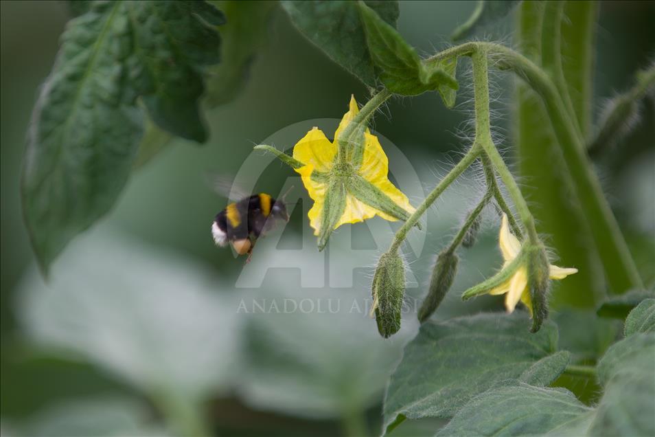 Seraların doğal işçileri "Bombus" arıları