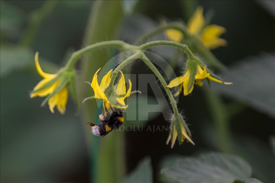 Seraların doğal işçileri "Bombus" arıları