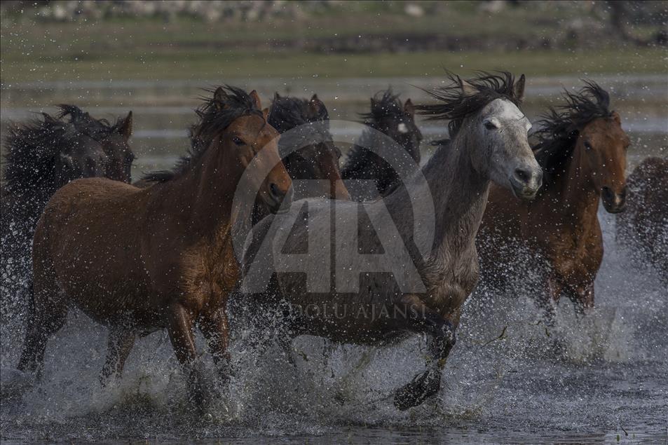 Wild horses race around Mount Erciyes