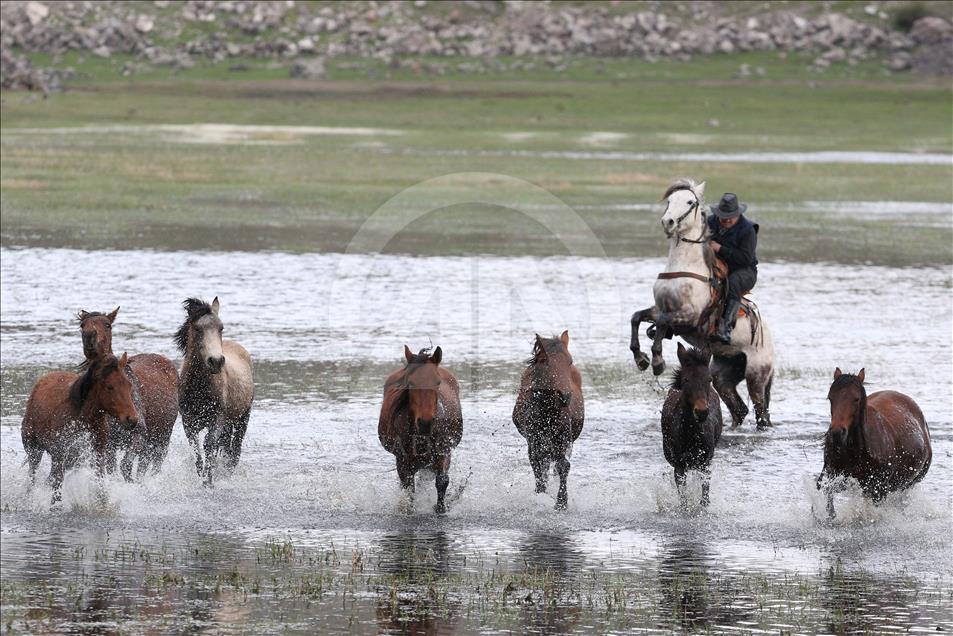 Turska: Krda konja atrakcija za zaljubljenike u fotografiju