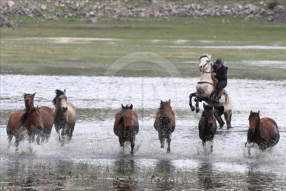 Wild horses race around Mount Erciyes