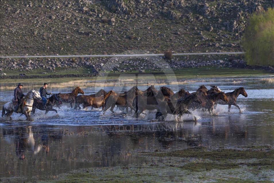 Turska: Krda konja atrakcija za zaljubljenike u fotografiju
