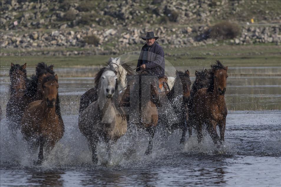 Turska: Krda konja atrakcija za zaljubljenike u fotografiju