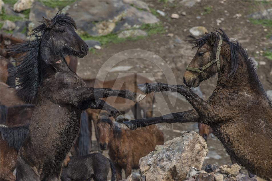 Turska: Krda konja atrakcija za zaljubljenike u fotografiju