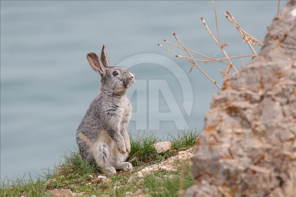 As spring arrives, Turkey's Akdamar Island teems with wildlife