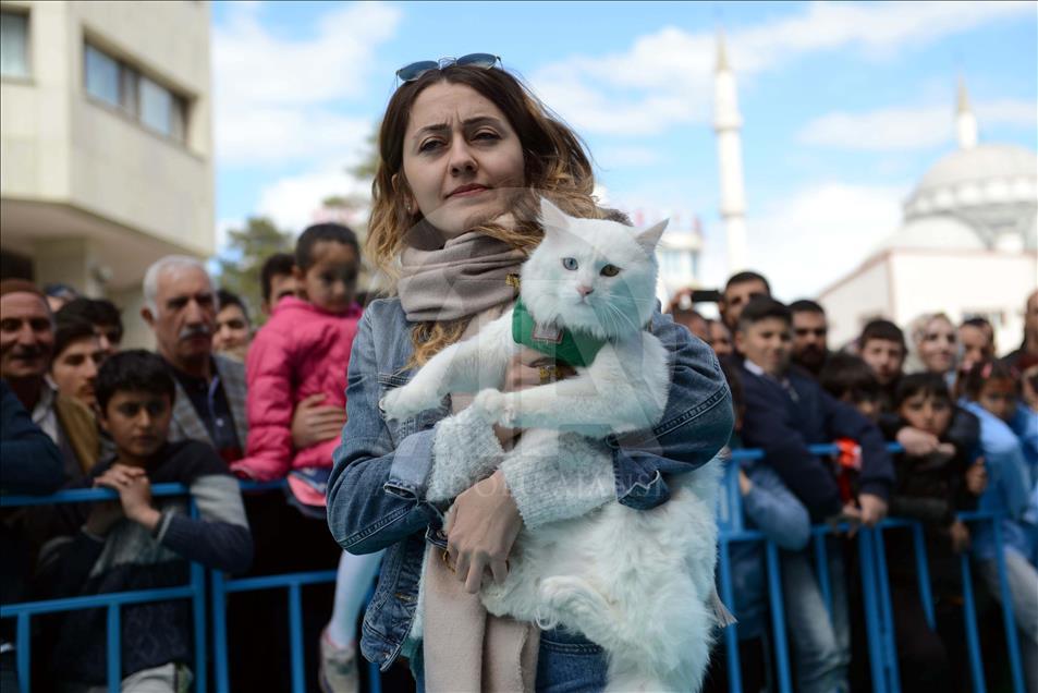 "Van Kedisi Güzellik Yarışması" yapıldı