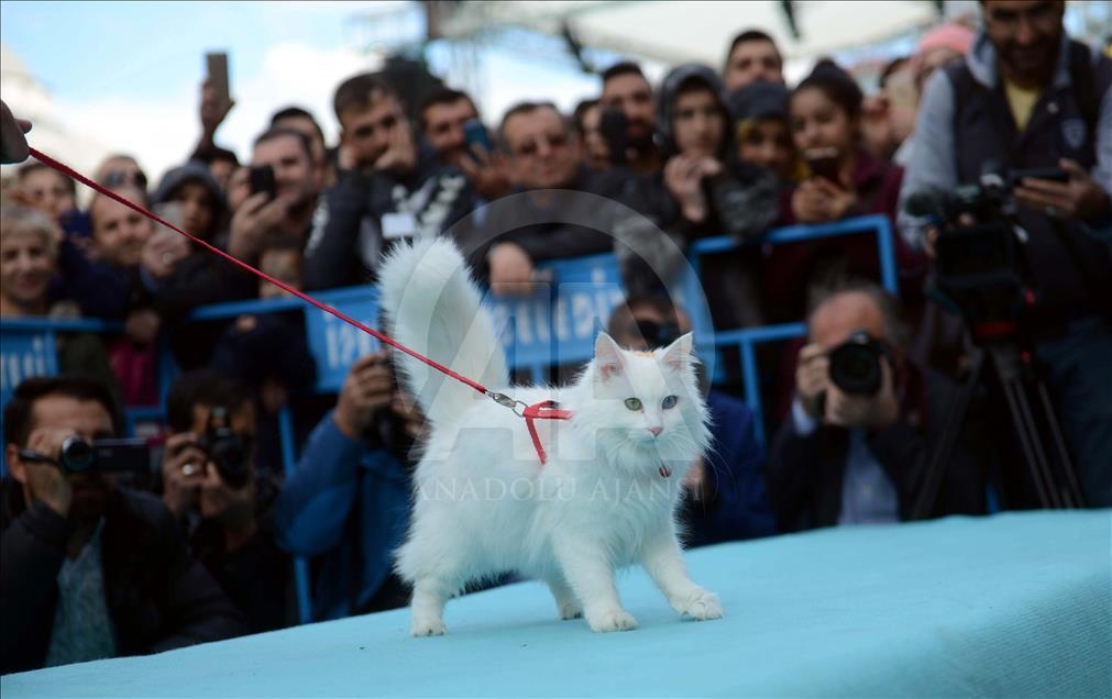 "Van Kedisi Güzellik Yarışması" yapıldı
