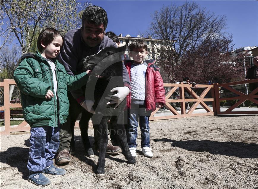 Evcil Hayvanlar Parkı'nın yeni üyeleri