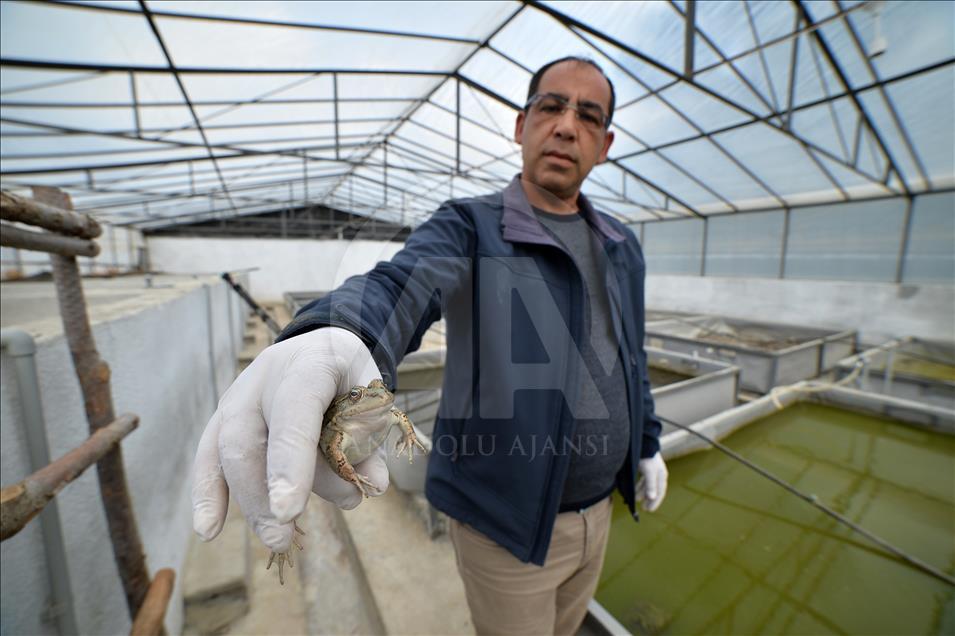 L’élevage de grenouilles, le nouveau marché «made in Turkey»