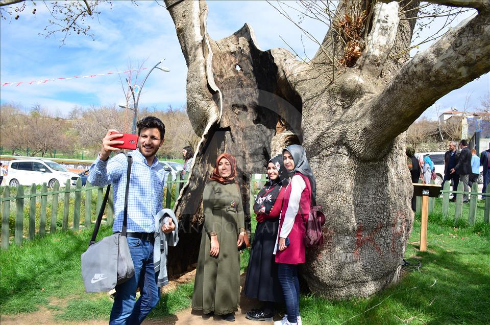 Seven centenarian plane tree swarmed by visitors in Turkey