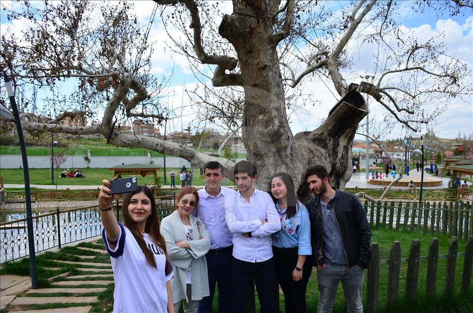 Seven centenarian plane tree swarmed by visitors in Turkey