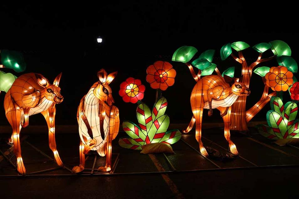 Así se vive el Festival de las Luces del Dragón en Chicago