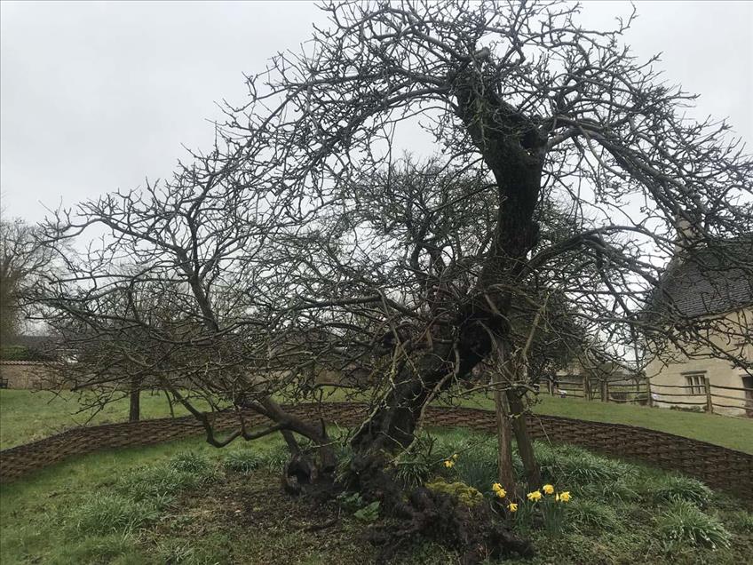 El árbol que inspiró a Sir Isaac Newton sigue firme