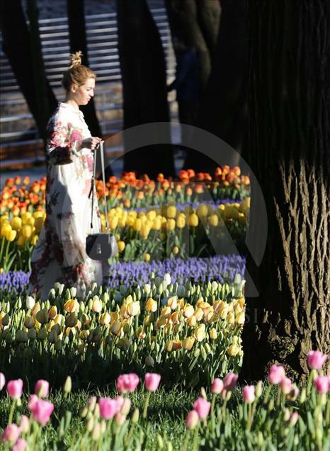 El regalo que los turcos le dieron al Mundo: El tulipán - Agencia Anadolu