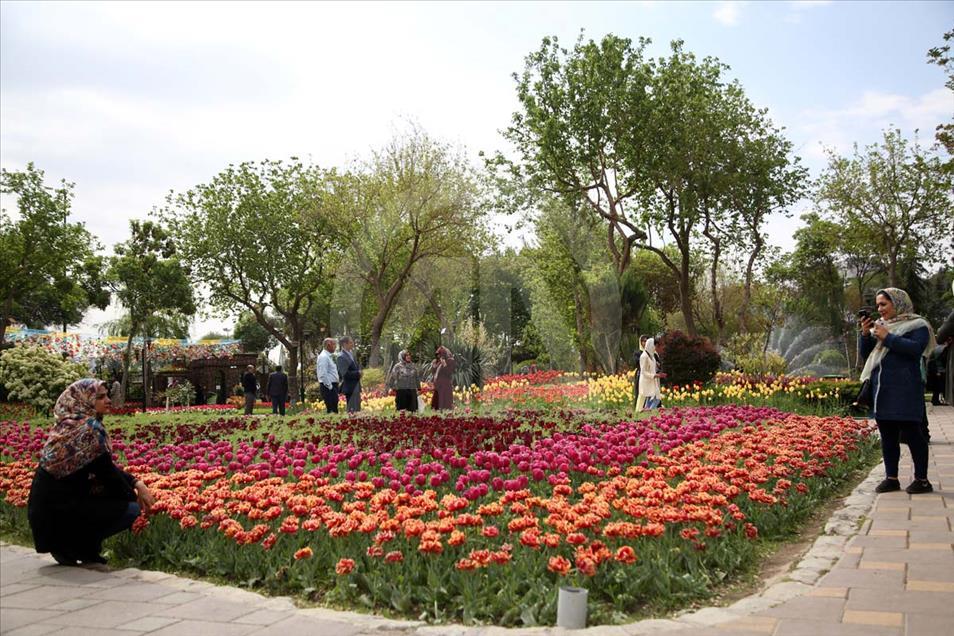 Comenzó el Sexto Festival de Tulipanes en Irán