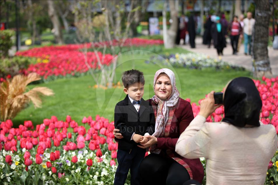 فرش گل لاله در استان البرز ايران