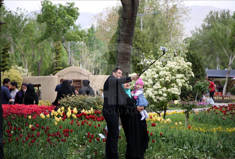 فرش گل لاله در استان البرز ايران