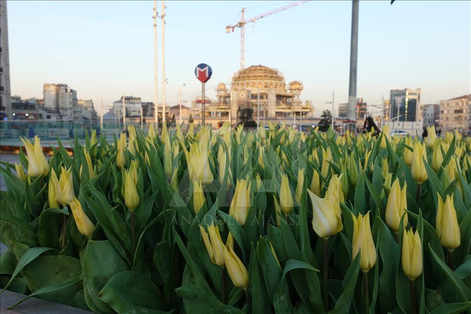 Taksim Meydanı lalelerle süslendi
