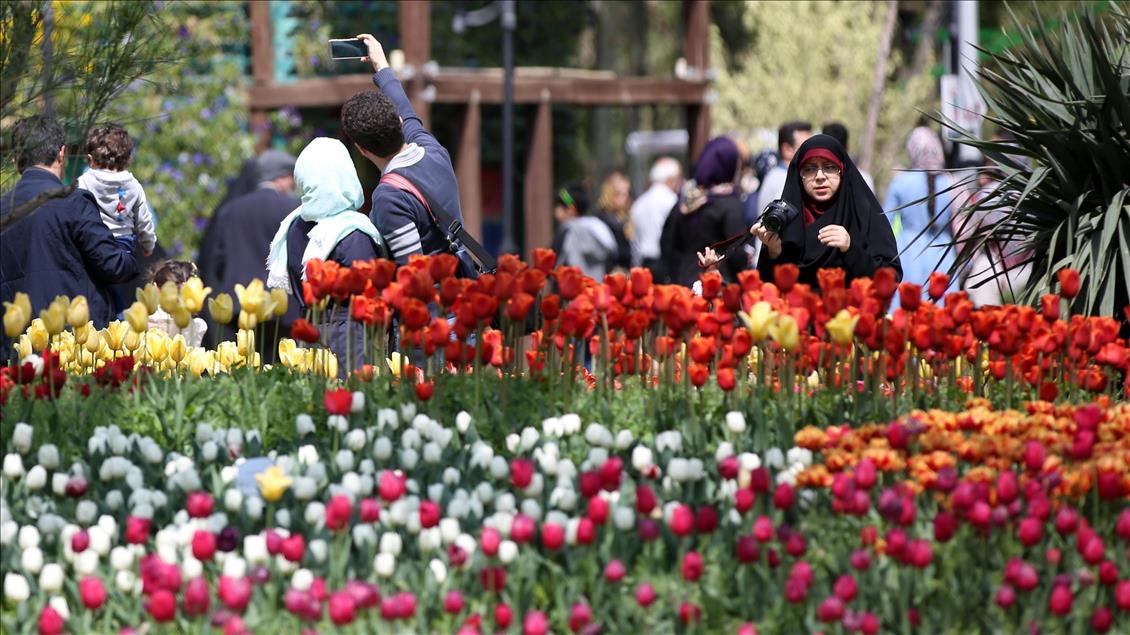 فرش گل لاله در استان البرز ايران