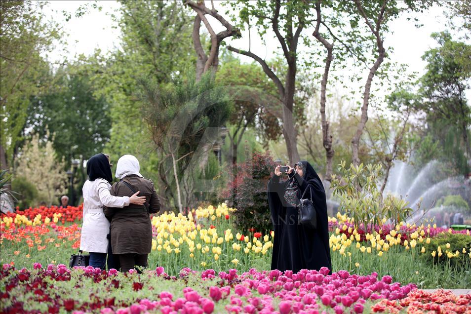 فرش گل لاله در استان البرز ايران