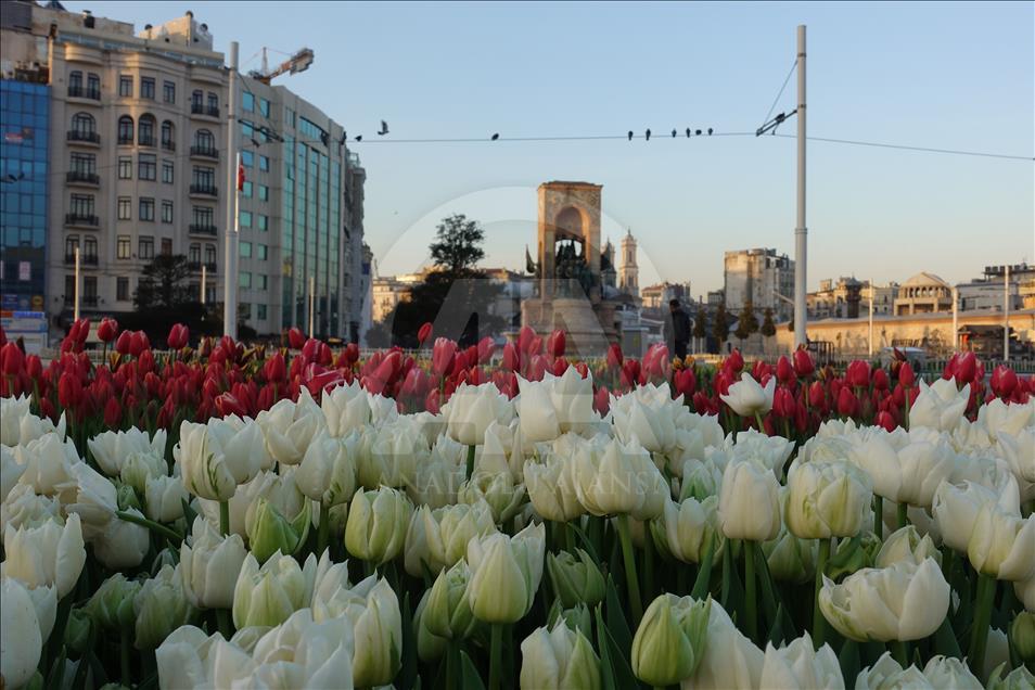 Taksim Meydanı lalelerle süslendi