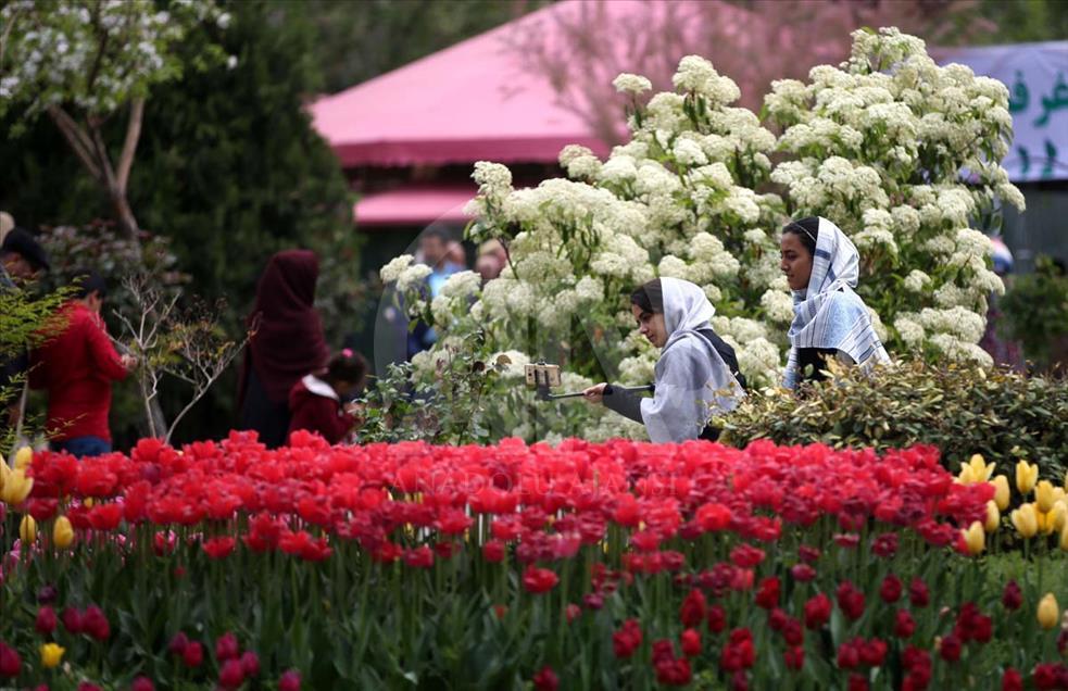 Comenzó el Sexto Festival de Tulipanes en Irán