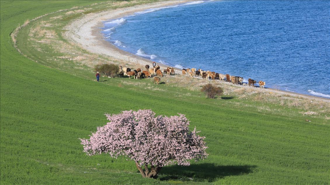 Van Gölü'nün el değmemiş güzelliği "Çarpanak Adası"