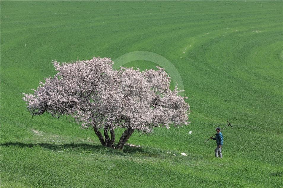 Van Gölü'nün el değmemiş güzelliği "Çarpanak Adası"