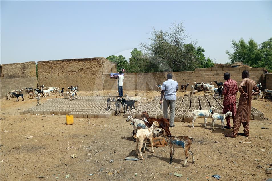 Cansuyu'ndan Afrikalılara "canlı hayvan" desteği