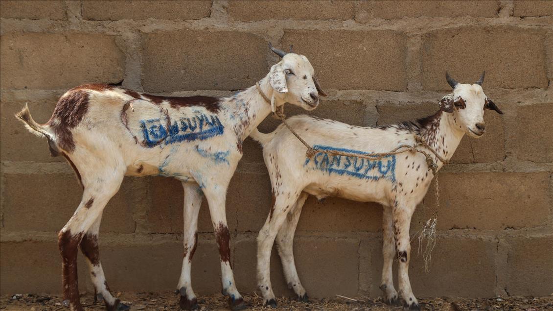 Cansuyu'ndan Afrikalılara "canlı hayvan" desteği