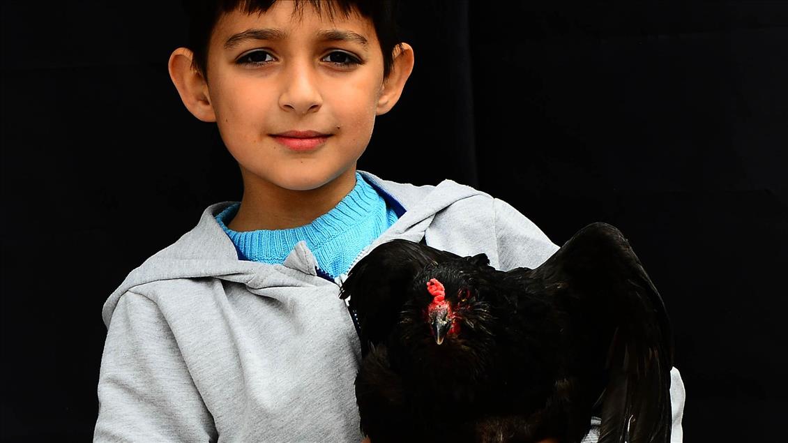 Uşak'ta süs tavuğu yetiştiricileri 