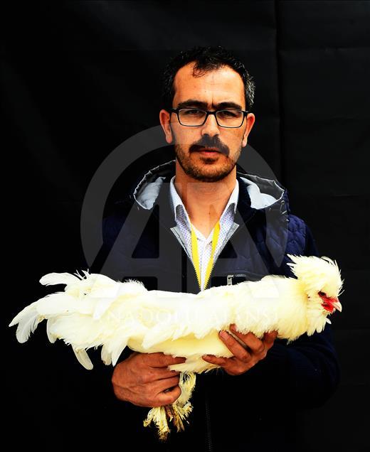 Uşak'ta süs tavuğu yetiştiricileri 
