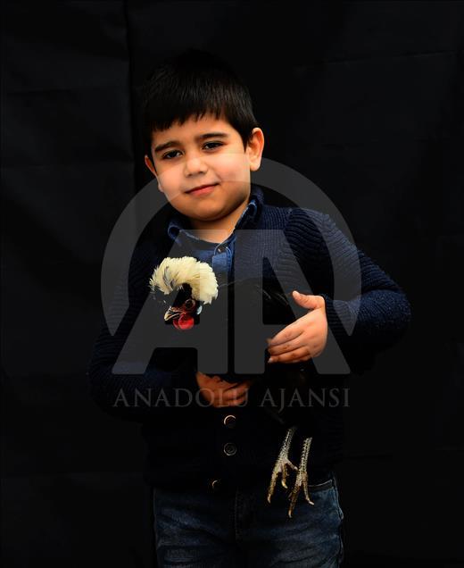 Uşak'ta süs tavuğu yetiştiricileri 