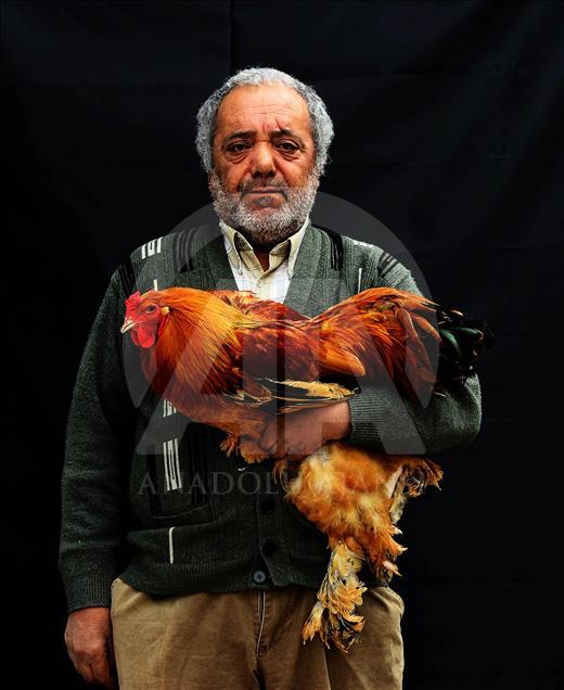 Uşak'ta süs tavuğu yetiştiricileri 