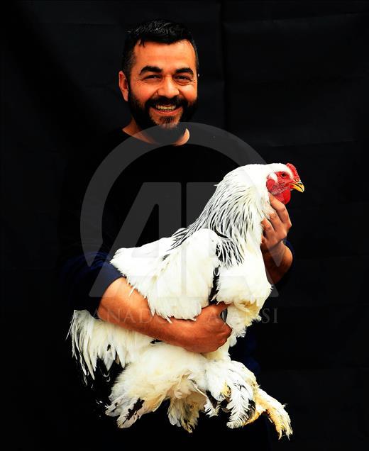 Uşak'ta süs tavuğu yetiştiricileri 