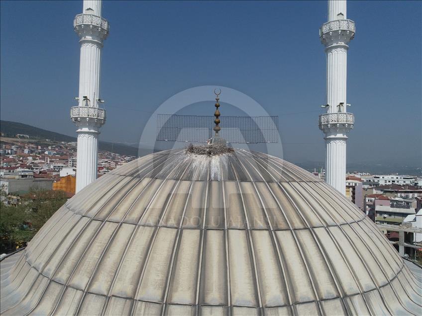 Kubbedeki "göçmen misafirler"