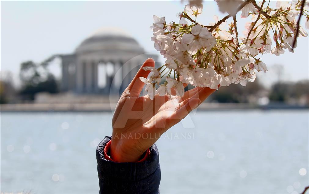 Nacionalni festival cvijeta trešnje u Washingtonu 