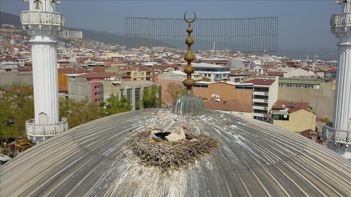 Kubbedeki "göçmen misafirler"