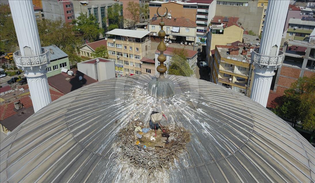 Kubbedeki "göçmen misafirler"
