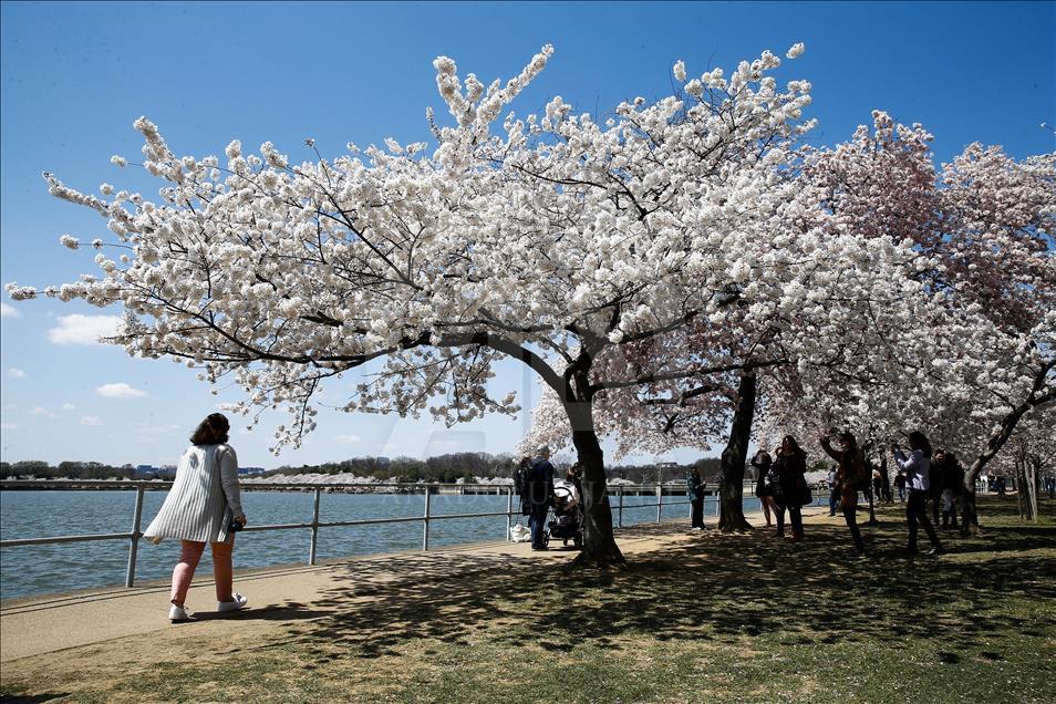 Nacionalni festival cvijeta trešnje u Washingtonu 