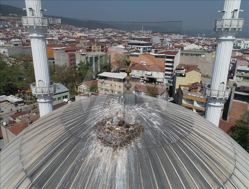 Kubbedeki "göçmen misafirler"